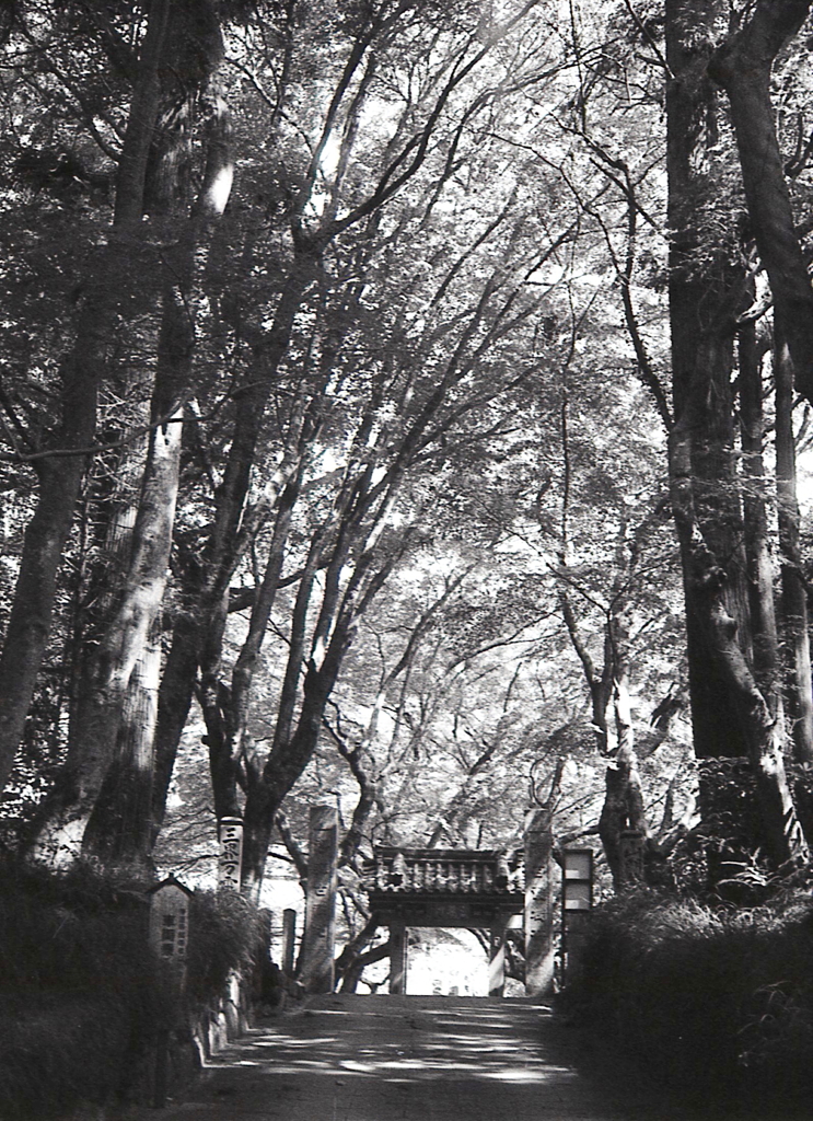 木々の中の古刹