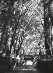 木々の中の古刹