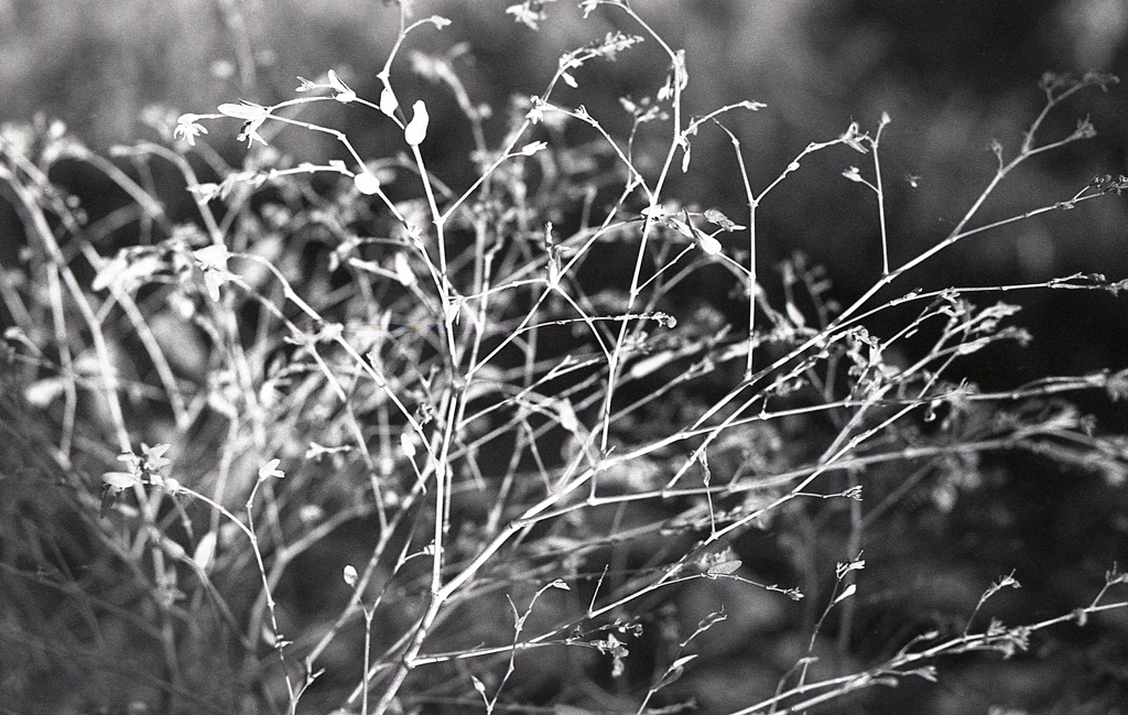 意味もなく…　～マリ散歩で…