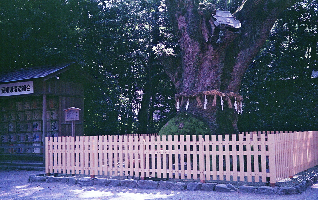 大楠（おおくす）