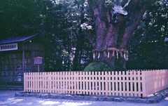 大楠（おおくす）