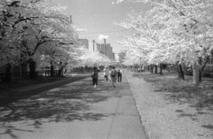 モノクロームな王子の桜 by HI-MATIC E