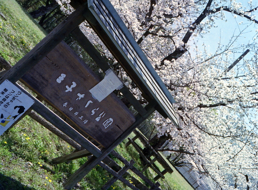 PEN EEで王子の桜Ⅴ