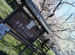 PEN EEで王子の桜Ⅴ