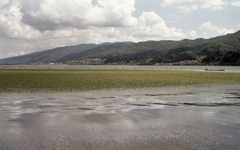 水草が湖面を覆う夏の水面