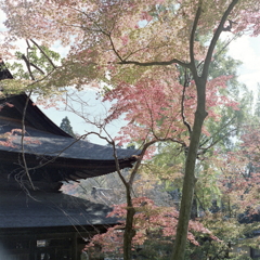 本堂と紅葉のグラデーション