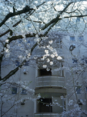 PEN EEで王子の桜Ⅸ