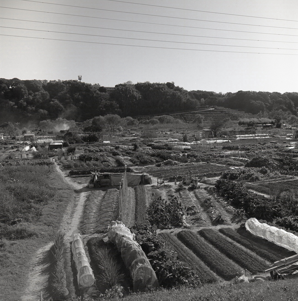 河川農地の眺望