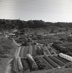 河川農地の眺望