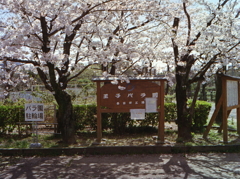 PEN EEで王子の桜Ⅱ