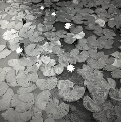 水に浮かされ水に打たれる睡蓮の葉