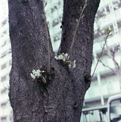 股間の桜