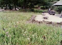 あとの祭りの菖蒲池
