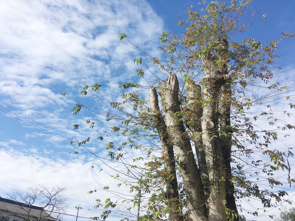 「HAKUBA」の木
