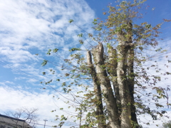 「HAKUBA」の木