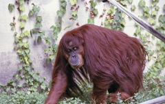 どうやらオランウータンのようです。