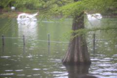 湖面のラクウショウ 湖面のラクウショウ