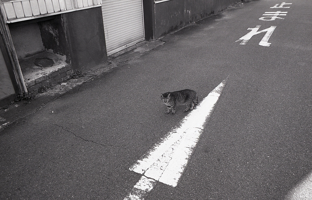 未知（三毛？）との遭遇（笑