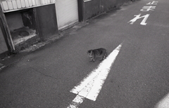 未知（三毛？）との遭遇（笑