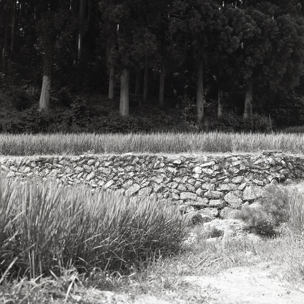 山下の石垣の棚田