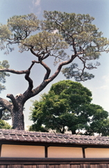 瓦塀と木々 瓦塀と木々