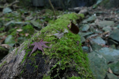 秋芳町白糸の滝