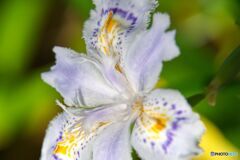 シャガ　Iris　Japonica