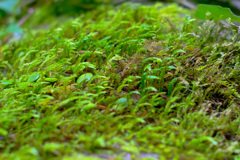 苔の森