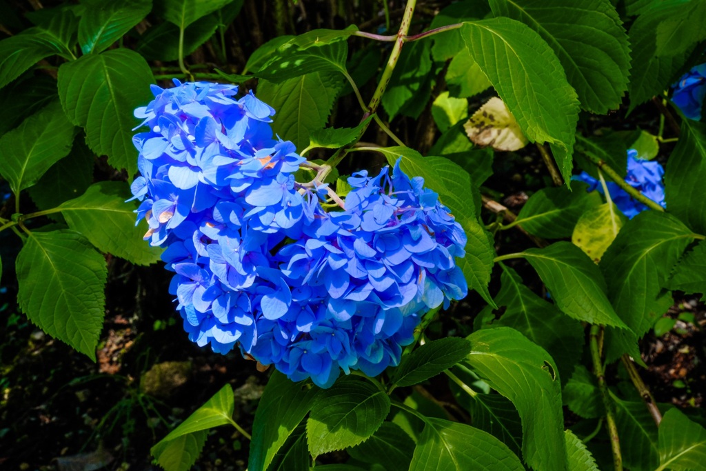 こぼれ落ちそうな紫陽花