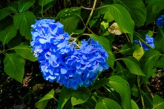 こぼれ落ちそうな紫陽花