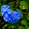 こぼれ落ちそうな紫陽花