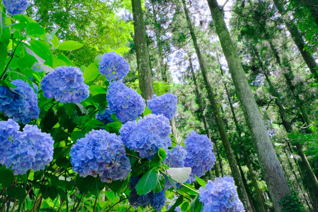 紫陽花
