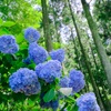 紫陽花