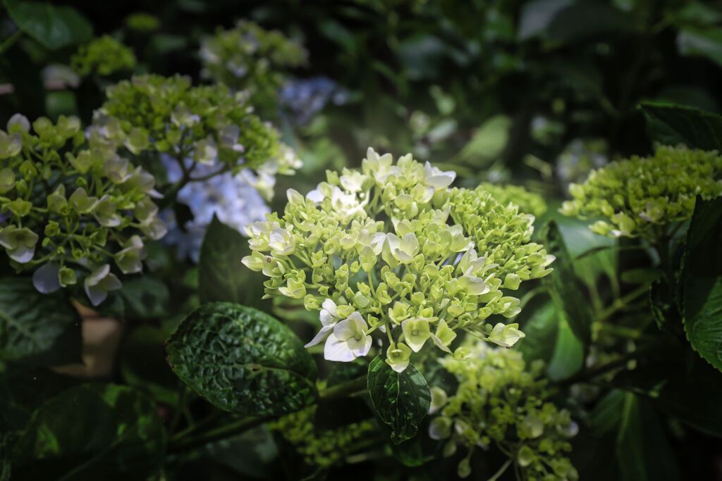 紫陽花