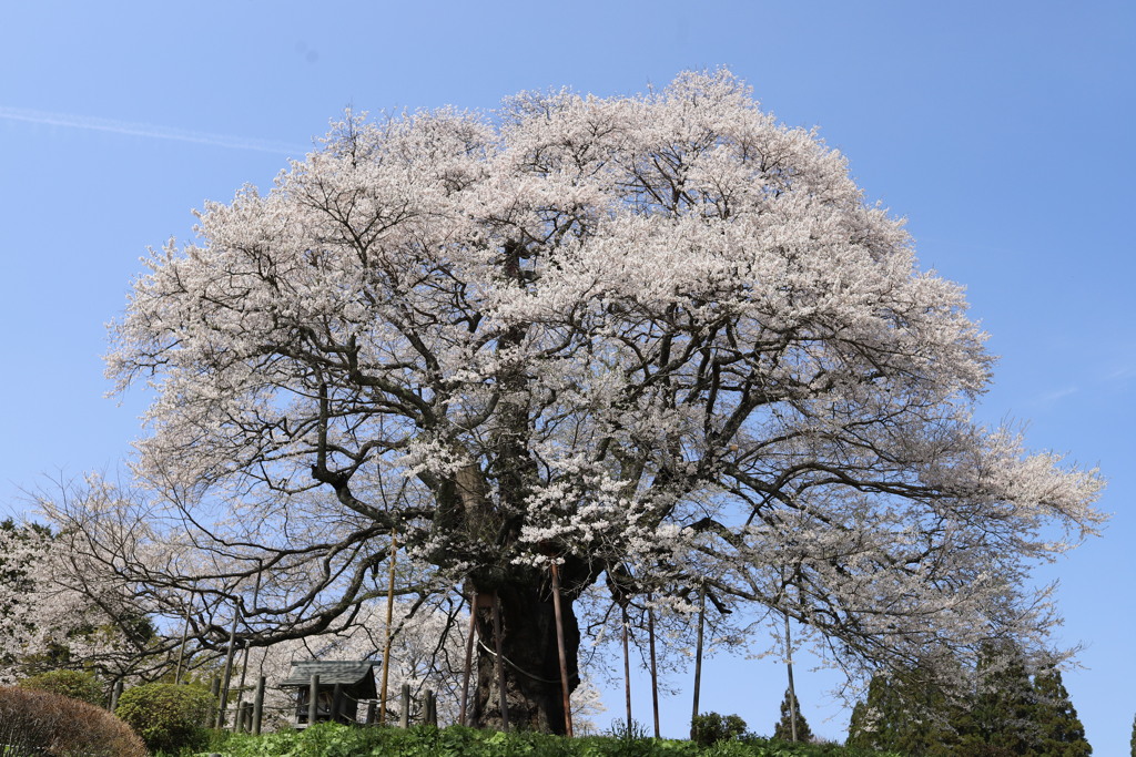 醍醐桜