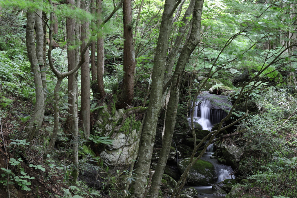 深い緑の涼風景２