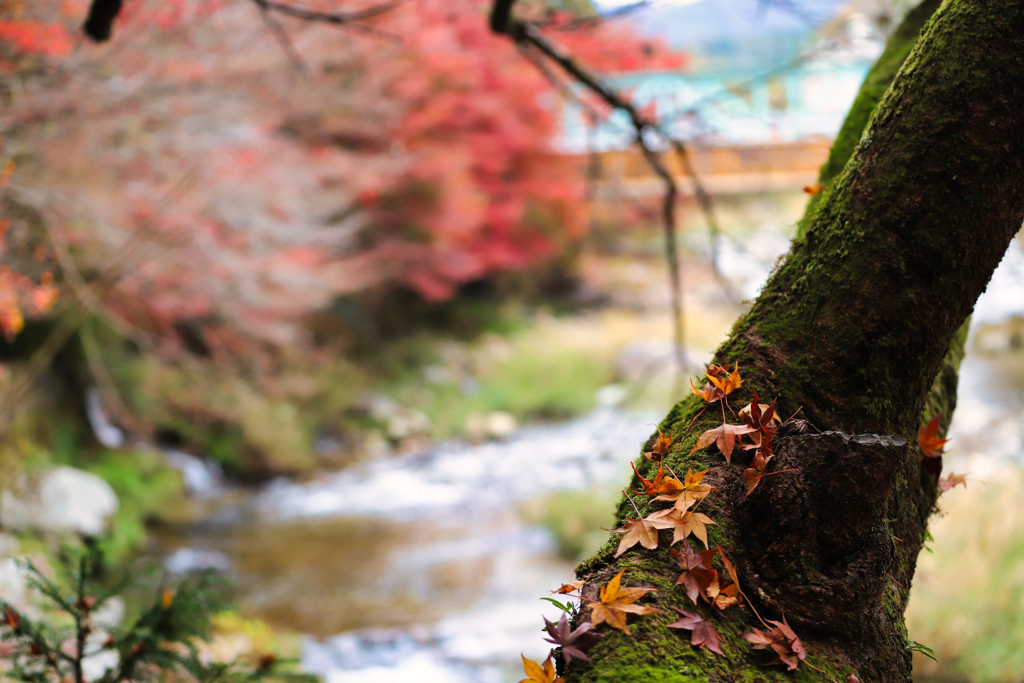 紅葉 