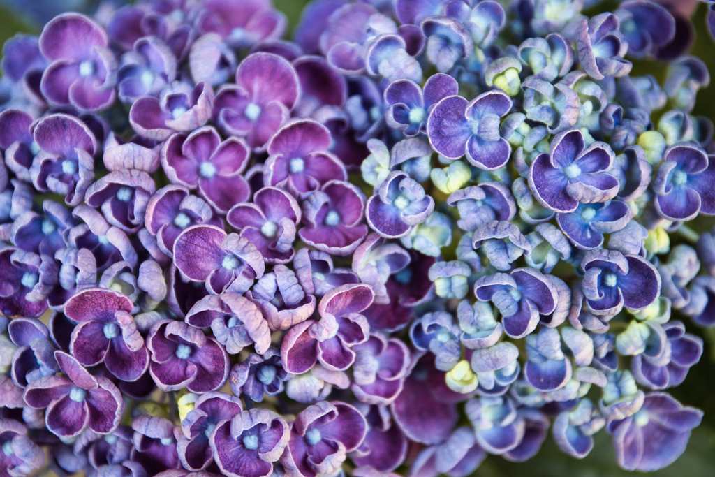 紫陽花