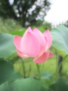 花❗️