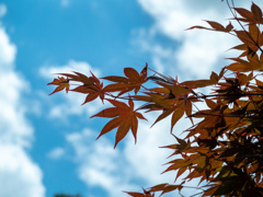 青空と紅葉