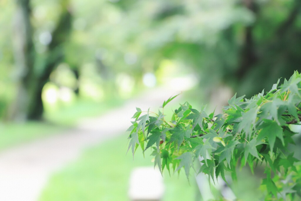 綺麗な紅葉