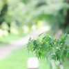 綺麗な紅葉
