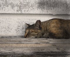 漁港の昼下がり