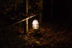 夜の紅葉撮影3
