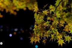 夜の紅葉撮影2