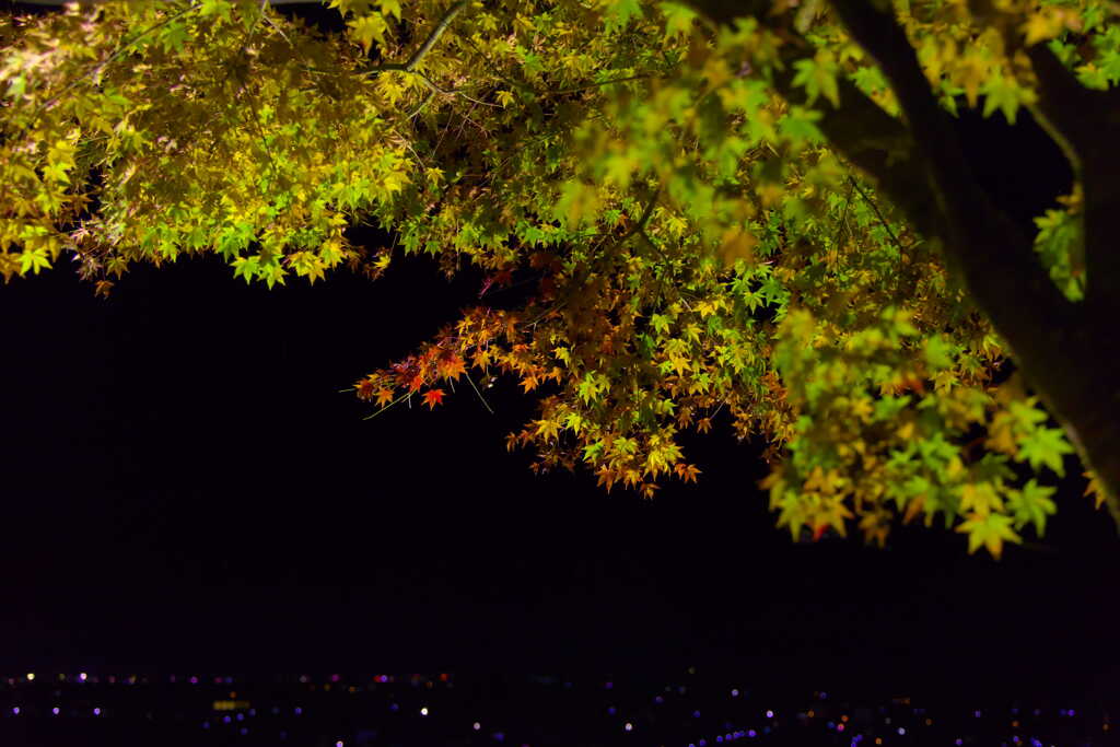 夜の紅葉撮影1