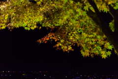 夜の紅葉撮影1