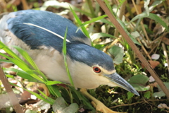 見事な ”鳥コロール”