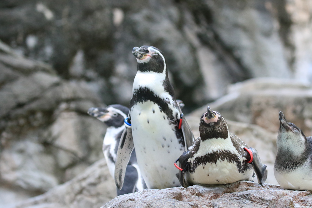 ペンギンの儀式