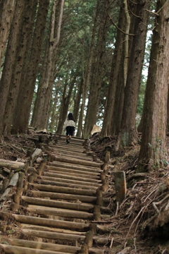 大人の階段の〜ぼる♪